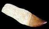 Rooted Mosasaur (Prognathodon) Tooth - Massive #67944-1